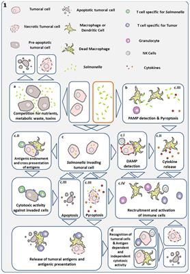 Bacterial Therapy of Cancer: Promises, Limitations, and Insights for Future Directions